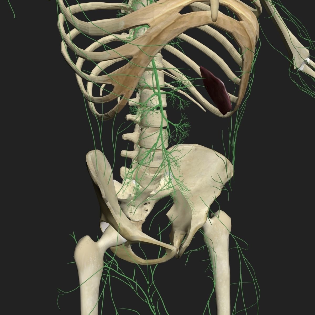 Lymphatic System with Skeleton 3DSmax 3D model_7