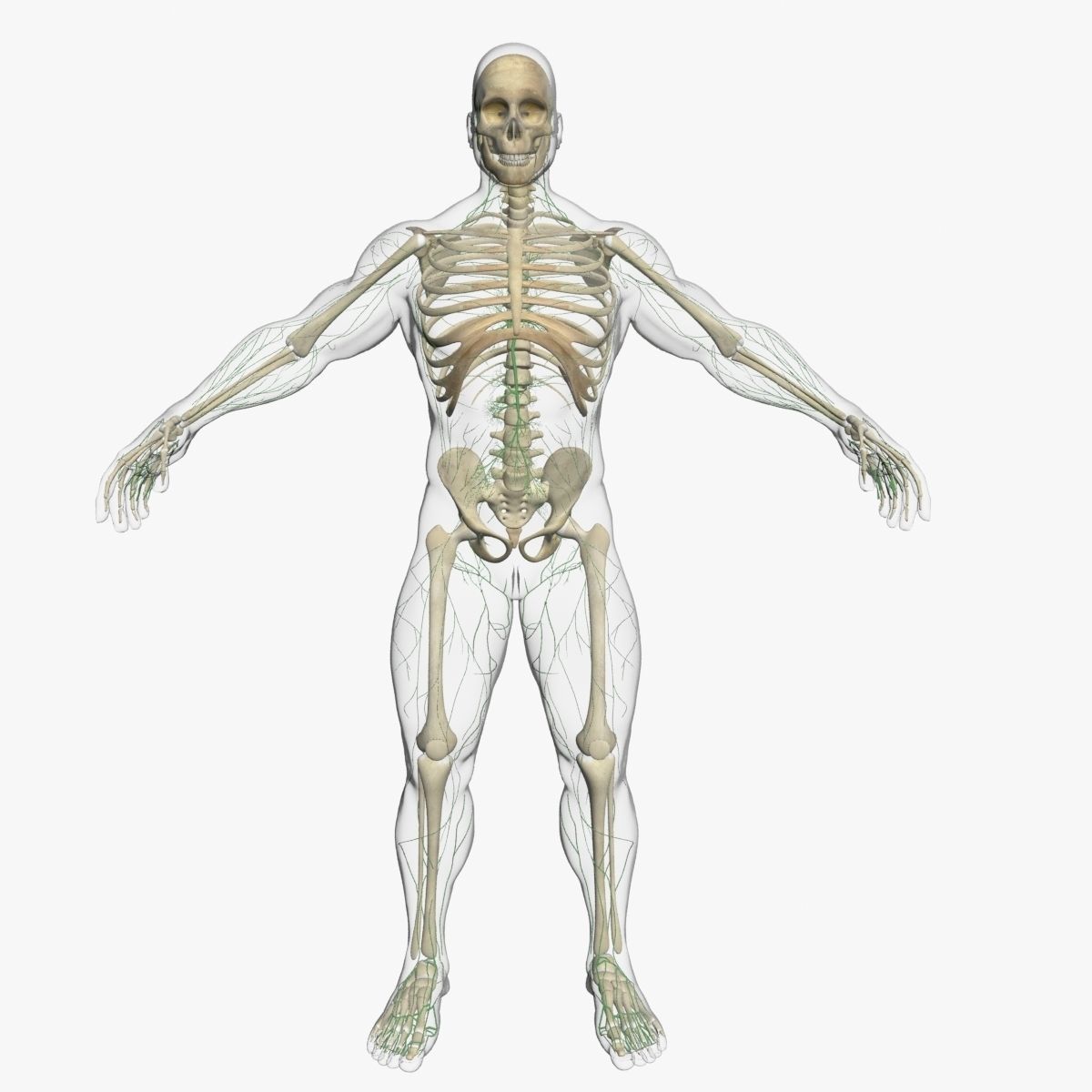 Lymphatic System with Skeleton 3DSmax 3D model_1