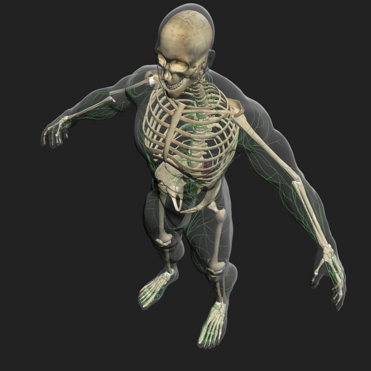 Lymphatic System with Skeleton 3DSmax 3D model_3