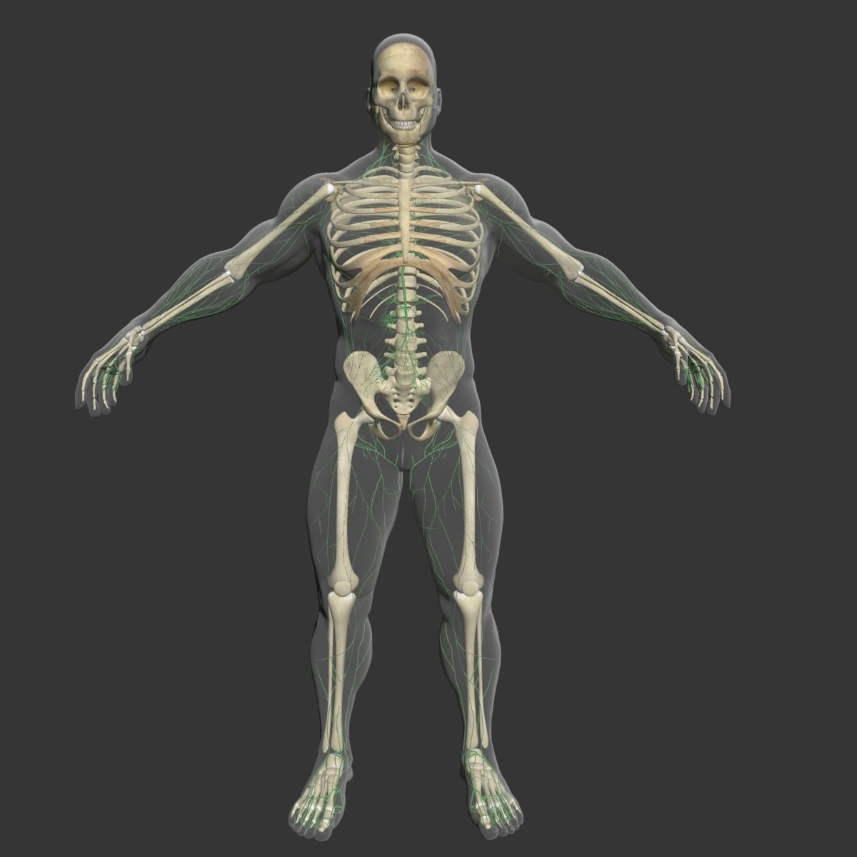 Lymphatic System with Skeleton 3DSmax 3D model_2