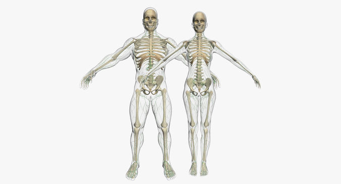 Lymphatic System with Skeleton Anatomy Collection 3DSmax 3D model