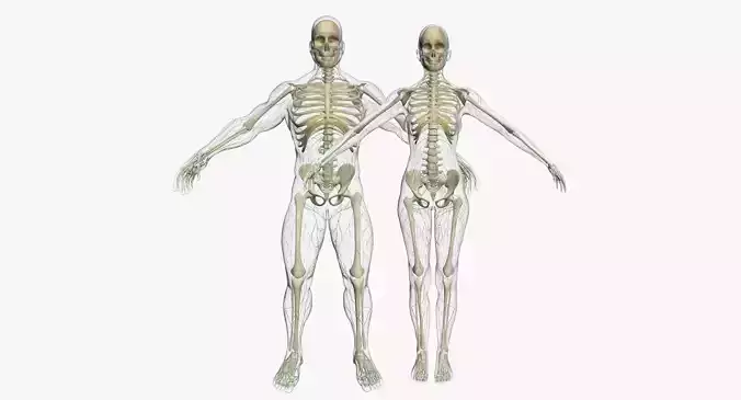 Lymphatic System with Skeleton Anatomy Collection 3DSmax 3D model