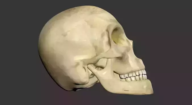 Human Skull