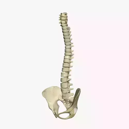 Human Spine 3D model