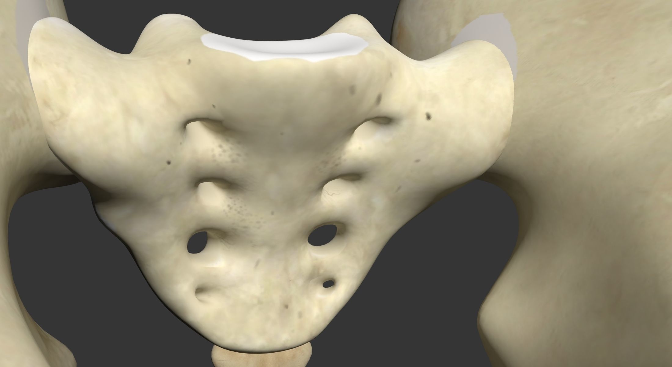 Human Pelvis 3D model_2