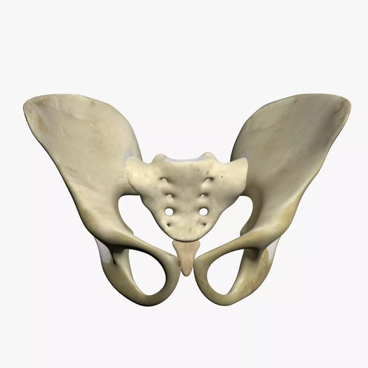 Human Pelvis 3D model_0