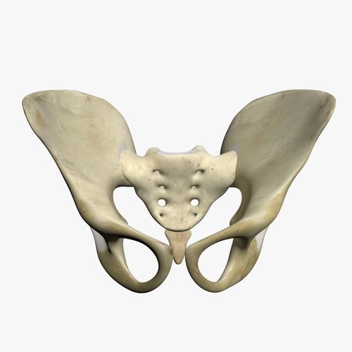 Human Pelvis 3D model