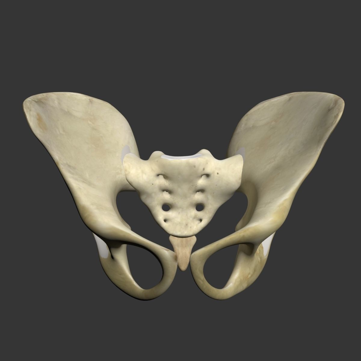 Human Pelvis 3D model_1