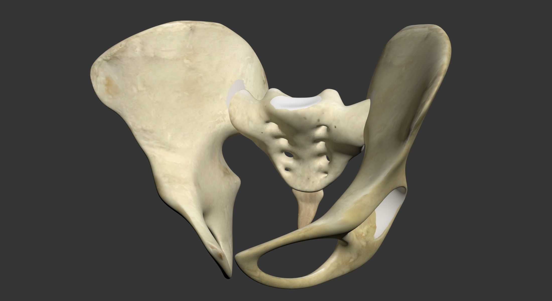 Human Pelvis 3D model_4