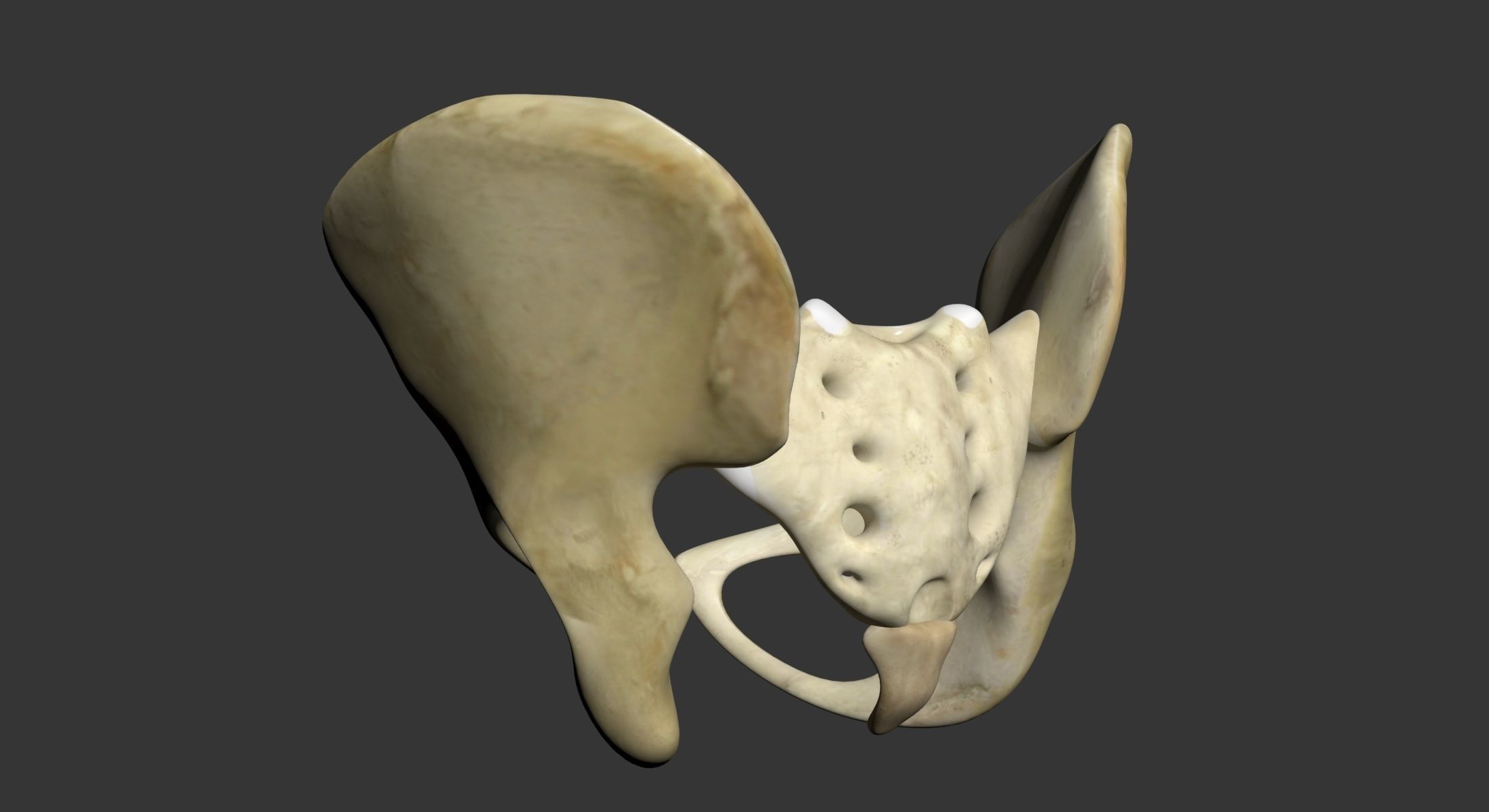 Human Pelvis 3D model_5