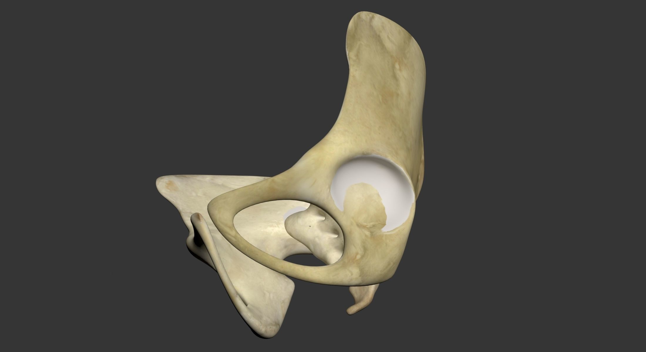 Human Pelvis 3D model_3