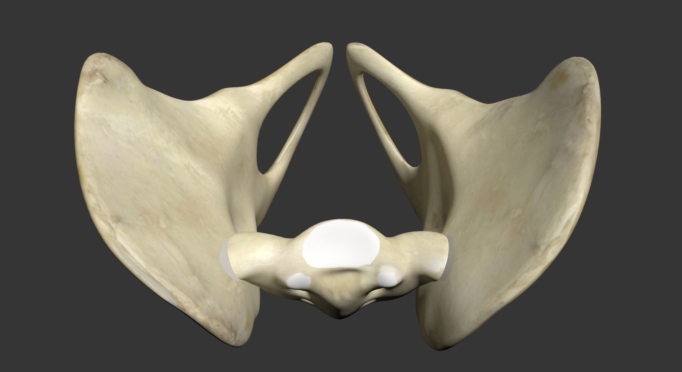 Human Pelvis 3D model_6