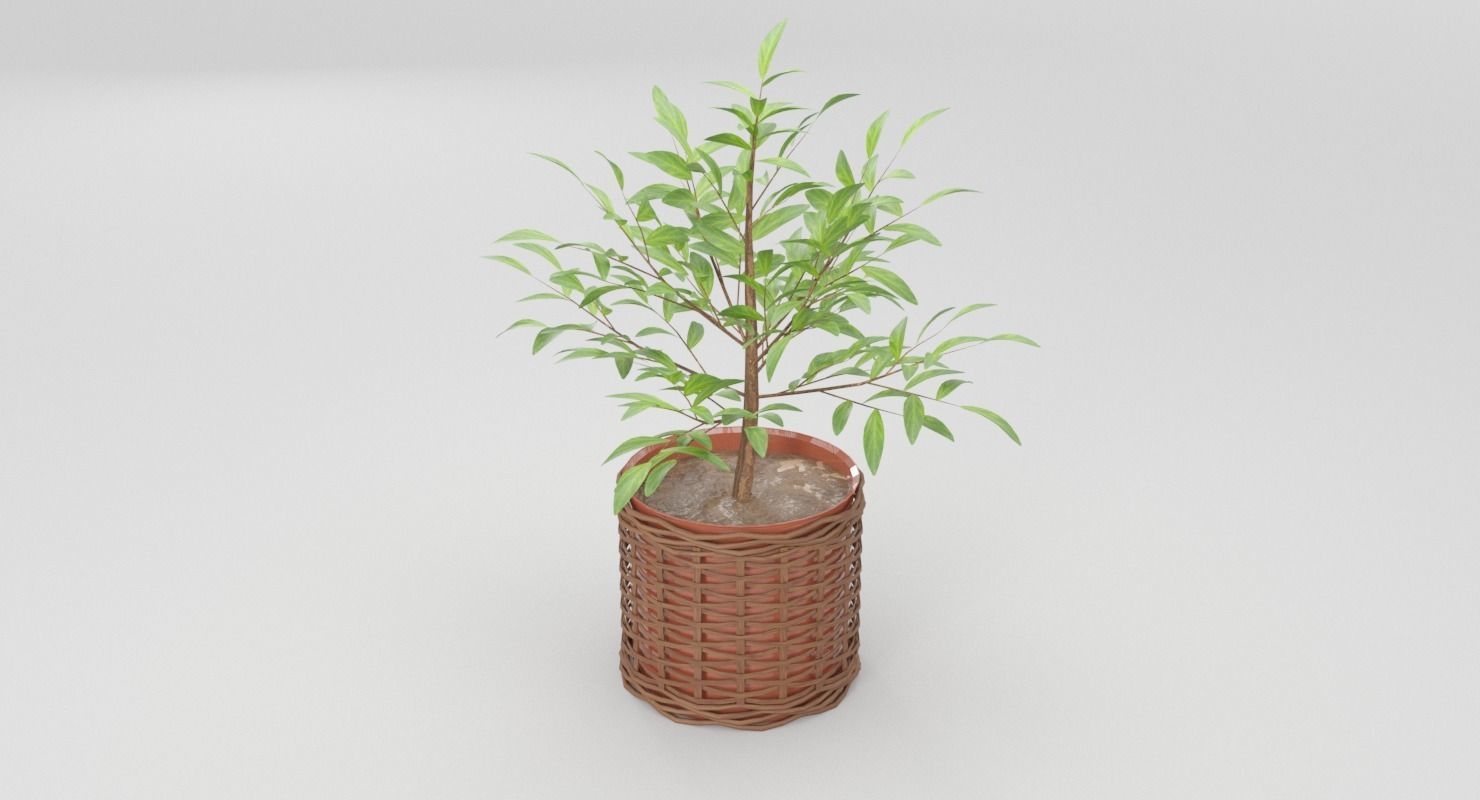 Green Plant in Ceramic Pot 3D model_3