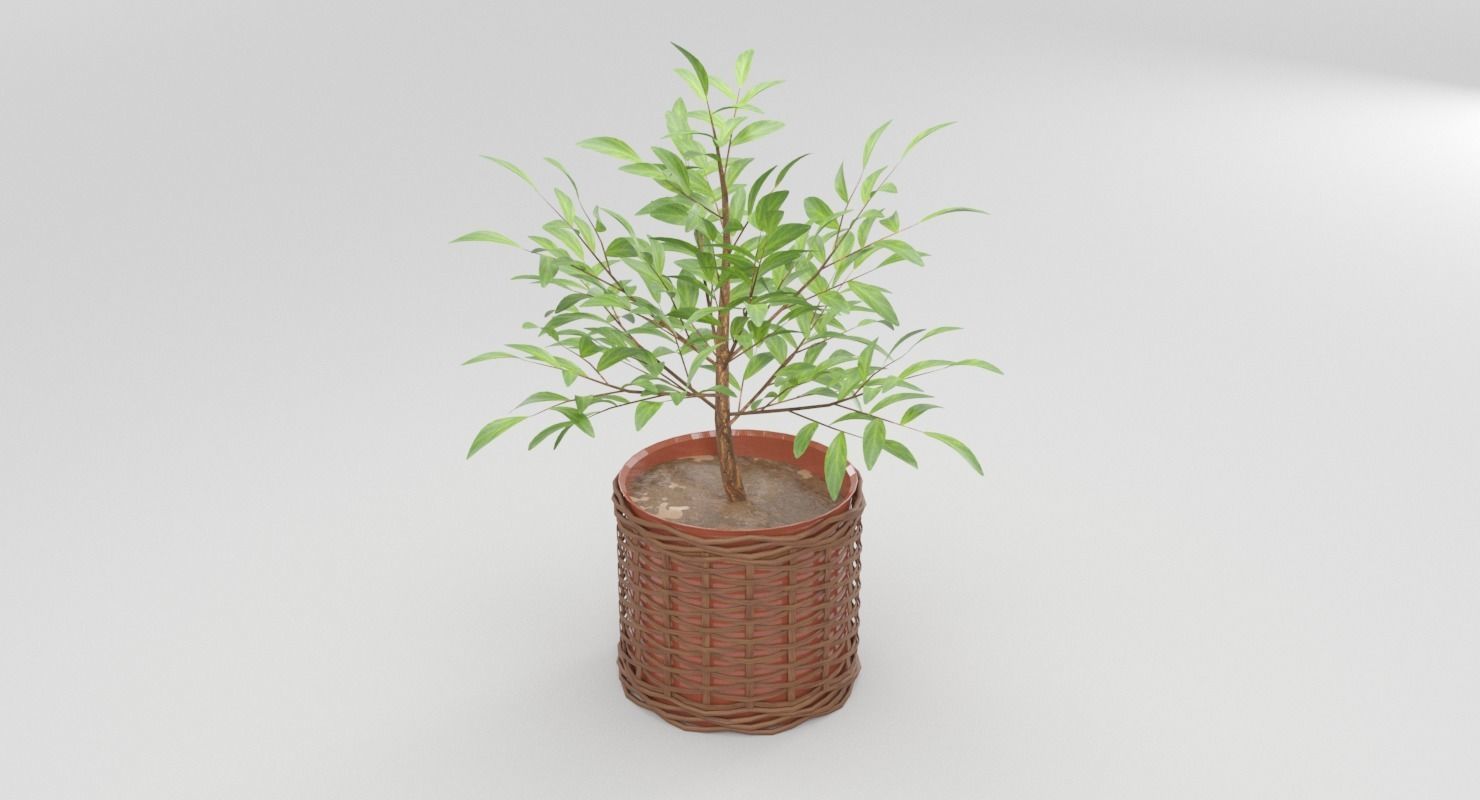 Green Plant in Ceramic Pot 3D model_6