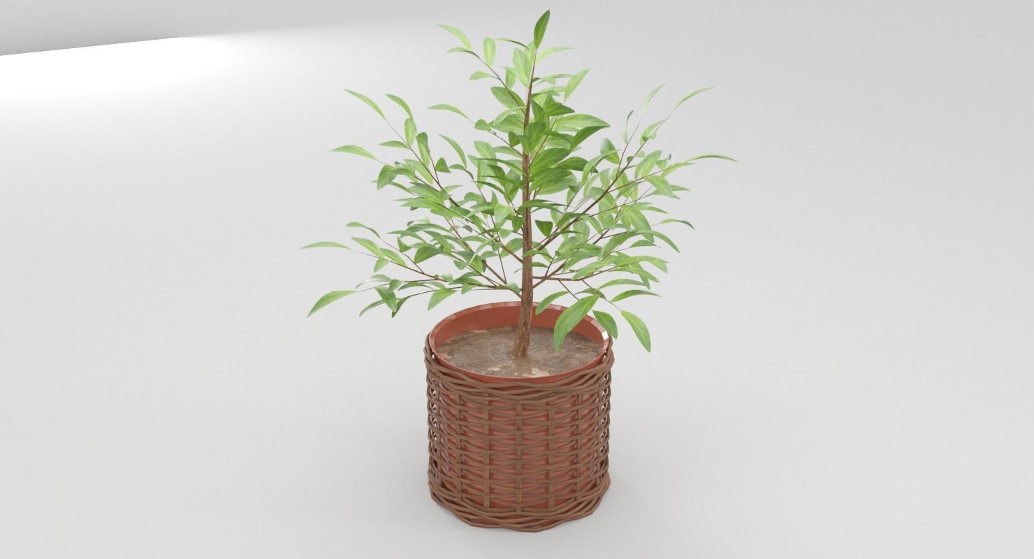 Green Plant in Ceramic Pot 3D model_4