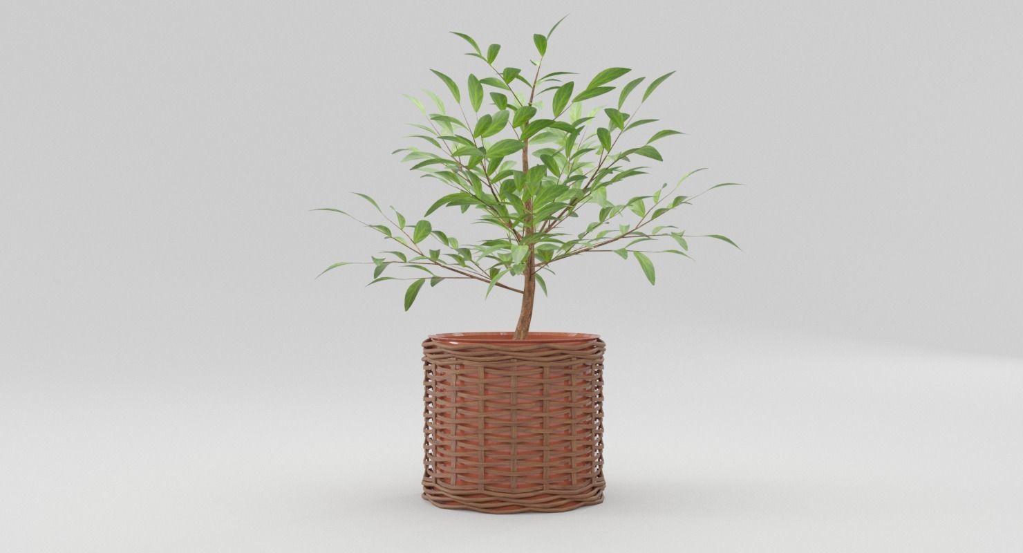 Green Plant in Ceramic Pot 3D model_2