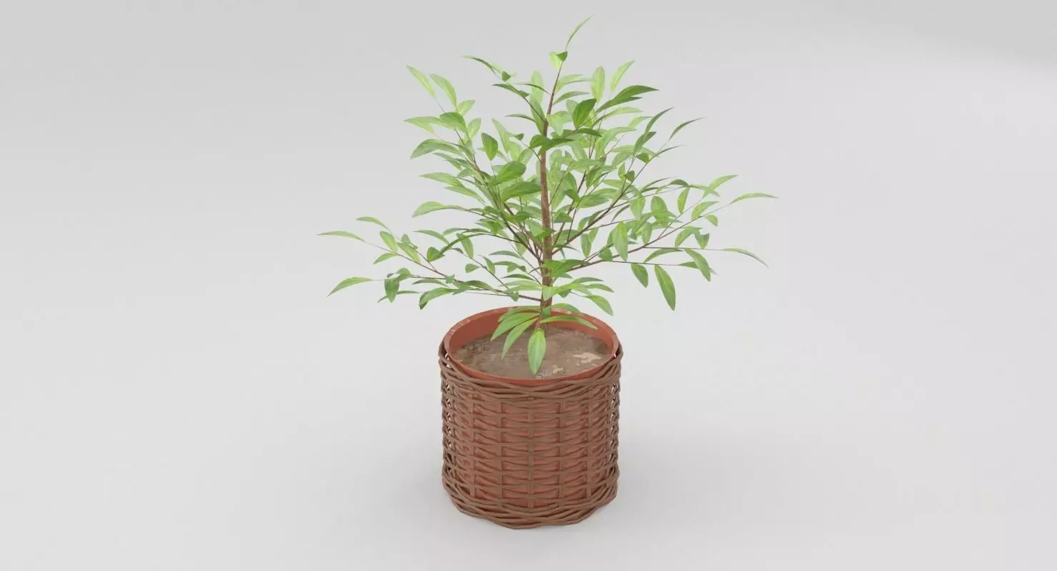 Green Plant in Ceramic Pot 3D model_0