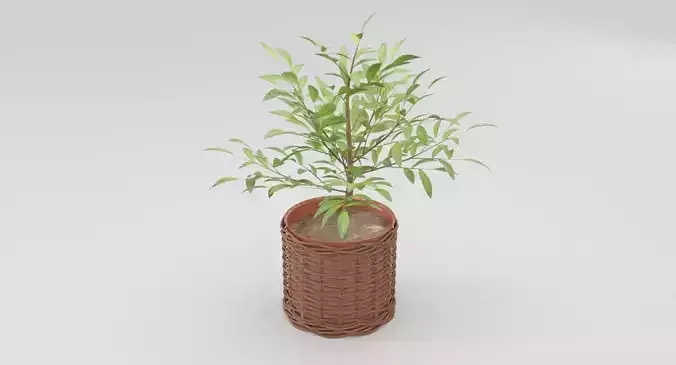 Green Plant in Ceramic Pot 3D model