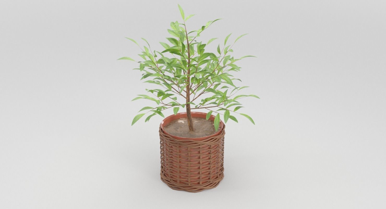 Green Plant in Ceramic Pot 3D model_5