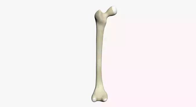 Human Femur