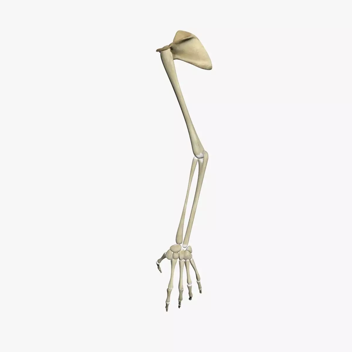 Human Skeleton Arm 3D model