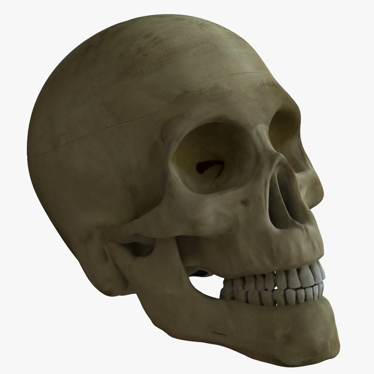 Human Skull with Brain 3D model_12