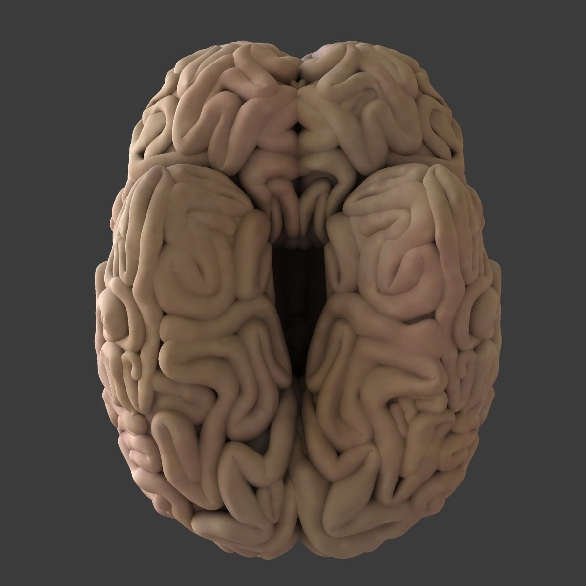 Human Skull with Brain 3D model_27