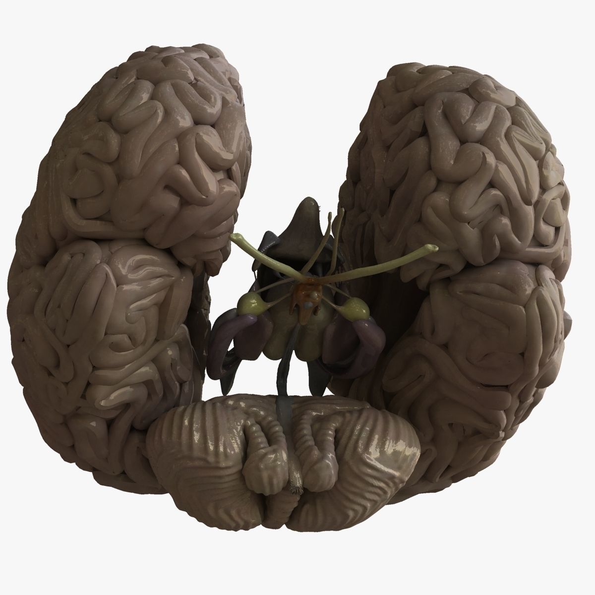 Human Skull with Brain 3D model_26