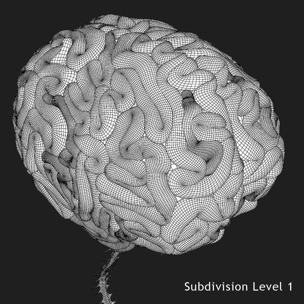 Human Skull with Brain 3D model_39
