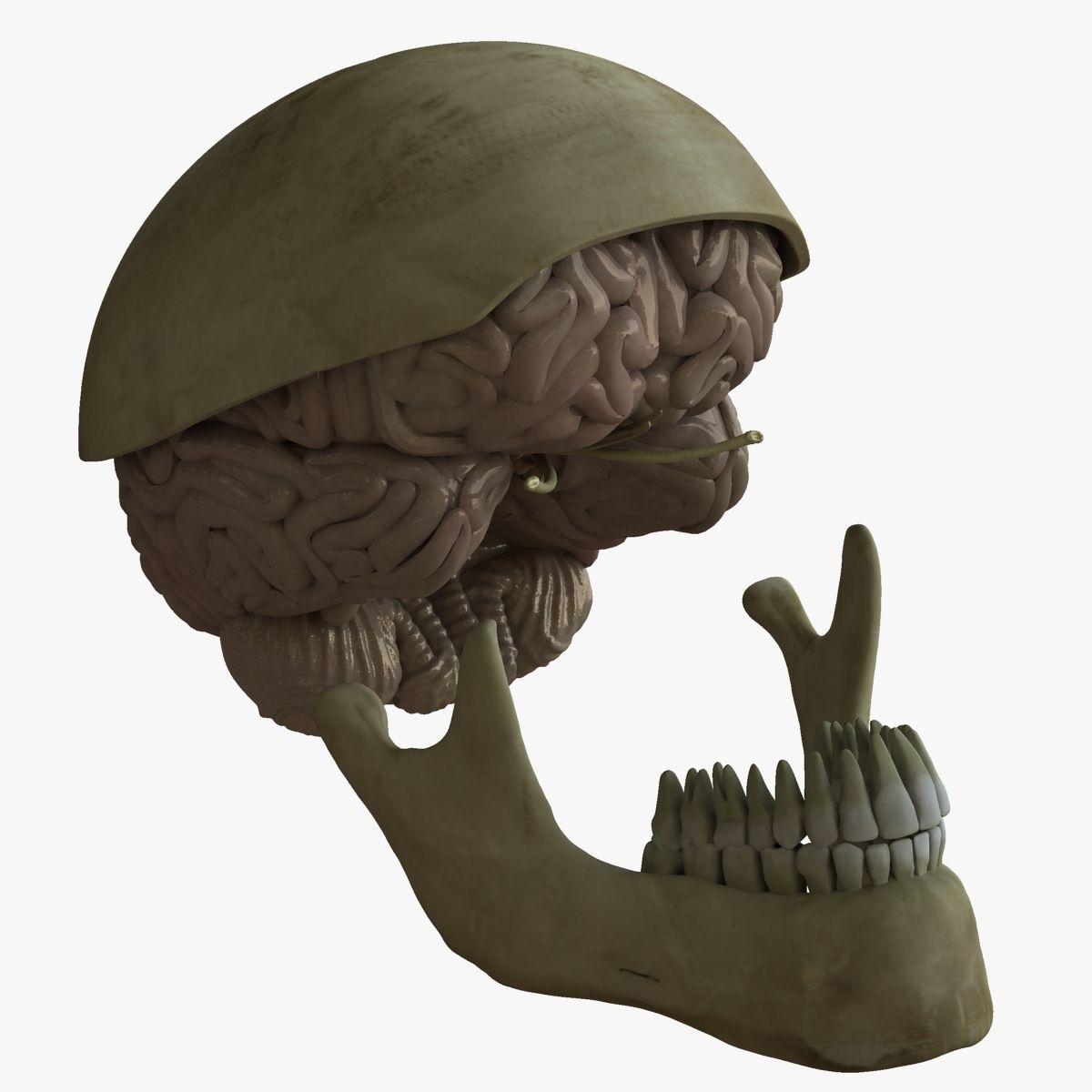 Human Skull with Brain 3D model_8
