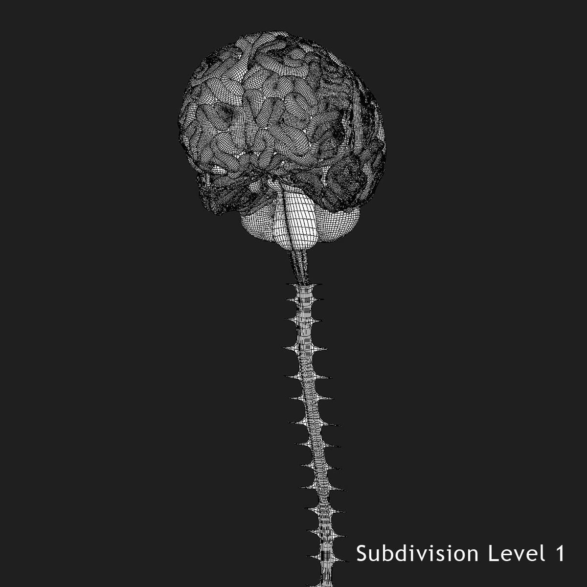 Human Skull with Brain 3D model_43