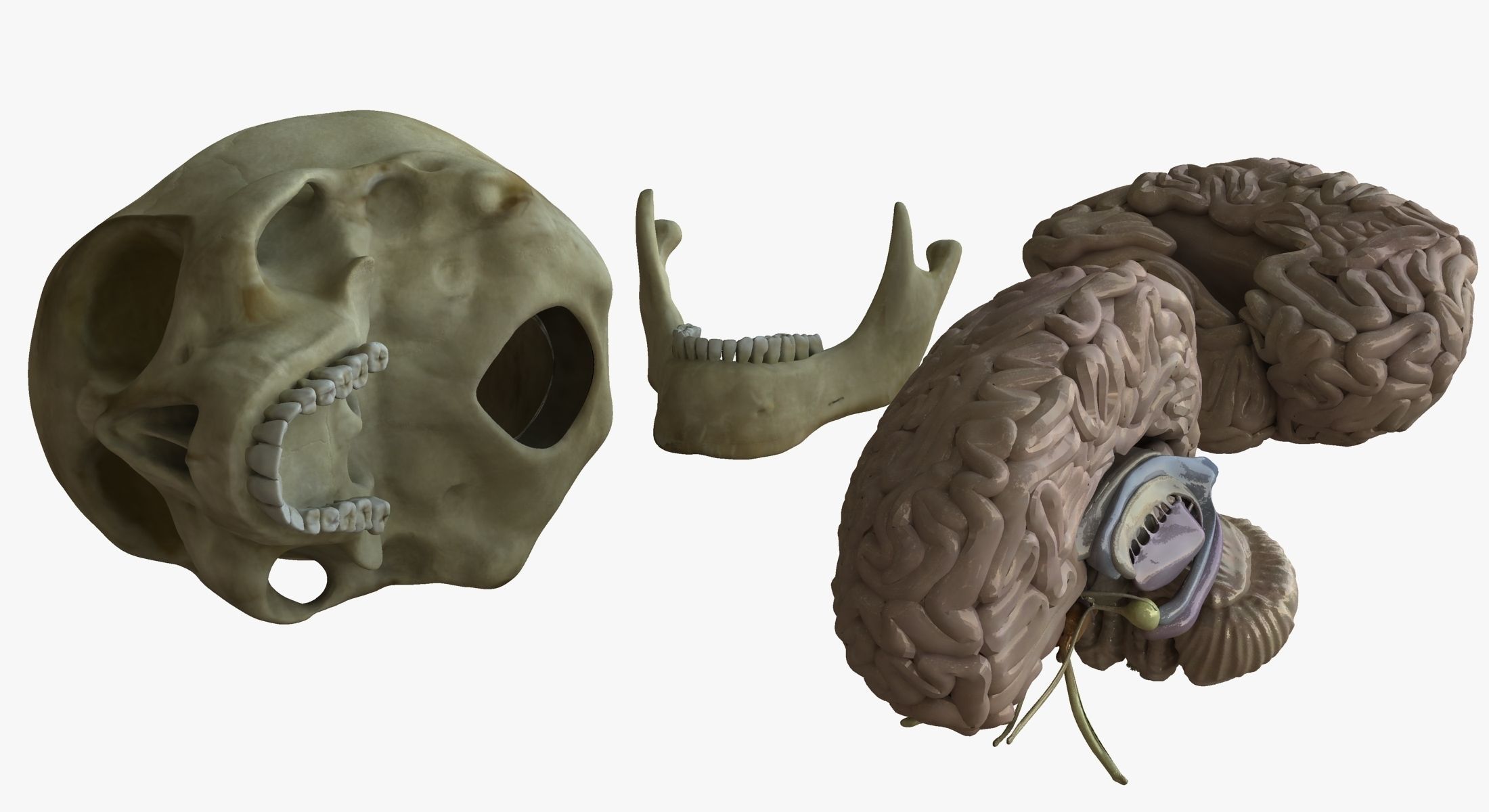 Human Skull with Brain 3D model_11