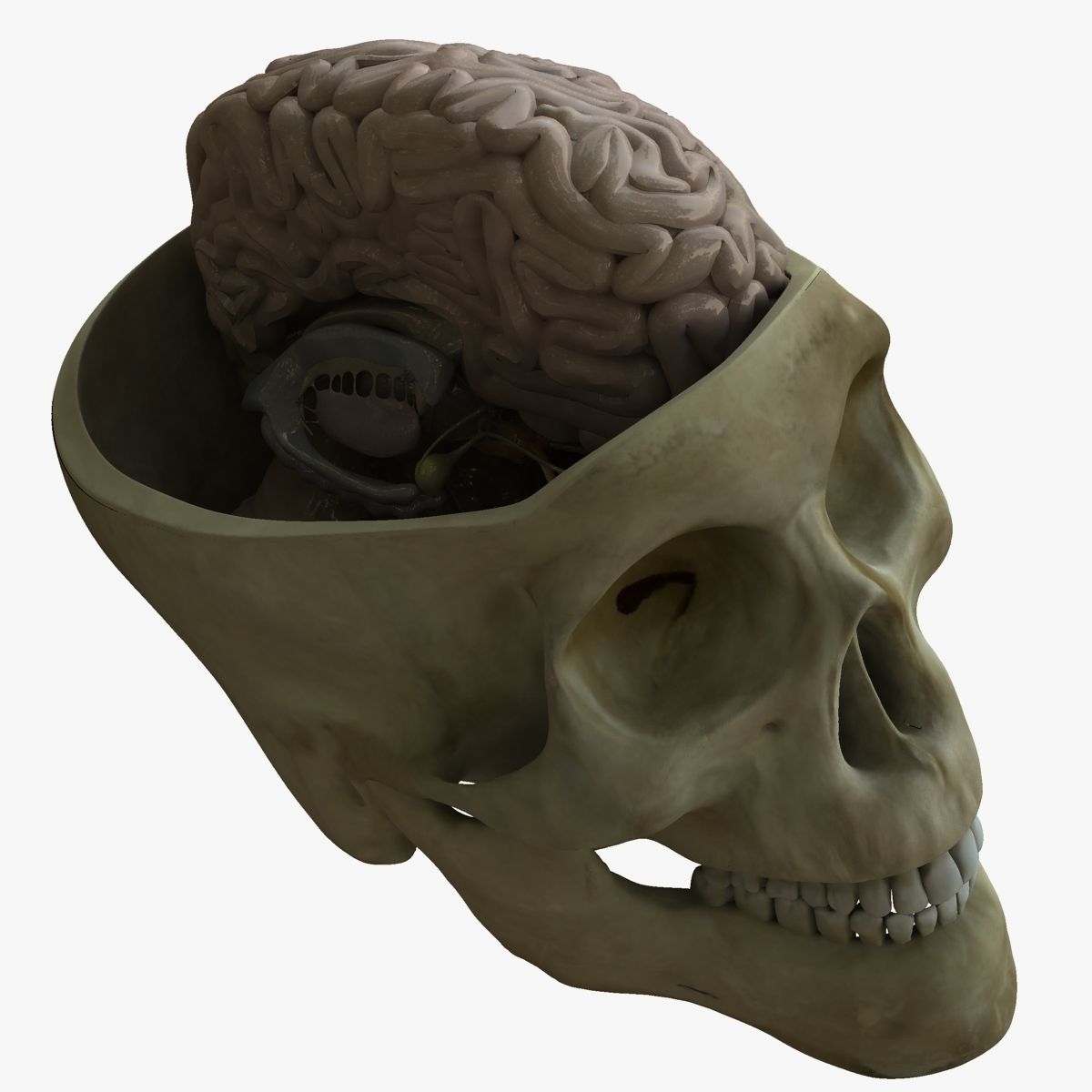 Human Skull with Brain 3D model_2