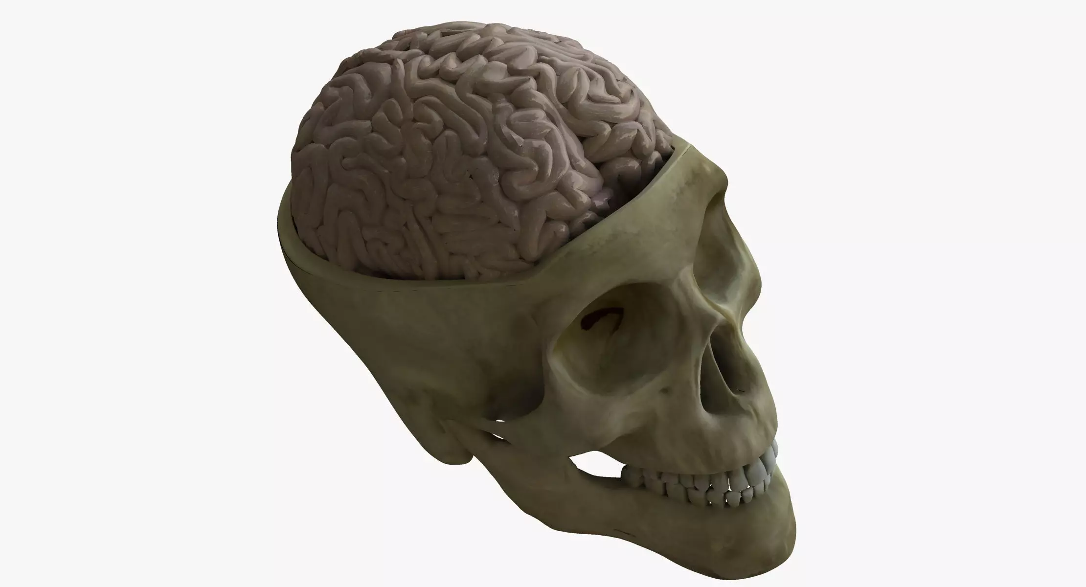 Human Skull with Brain 3D model_0