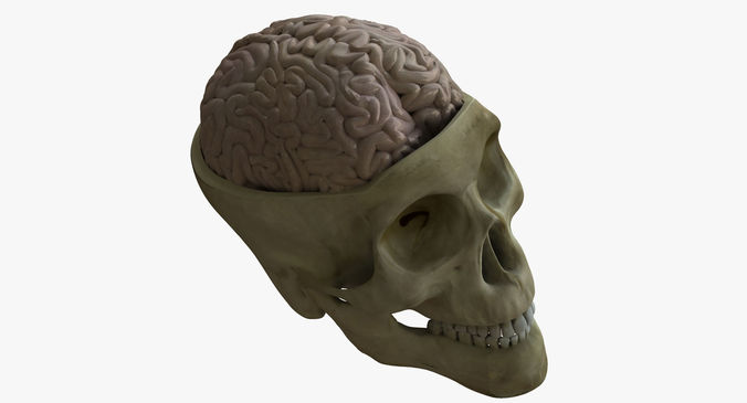 Human Skull with Brain 3D model