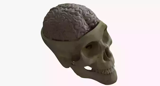 Human Skull with Brain 3D model