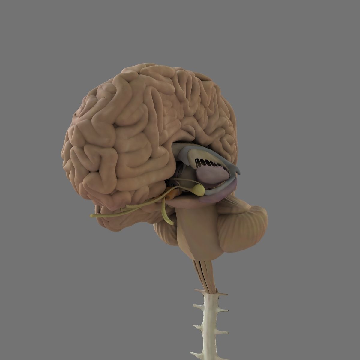 Human Skull with Brain 3D model_17