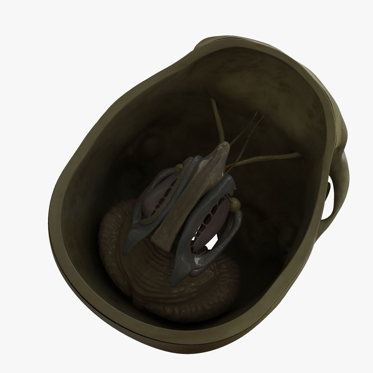 Human Skull with Brain 3D model_6