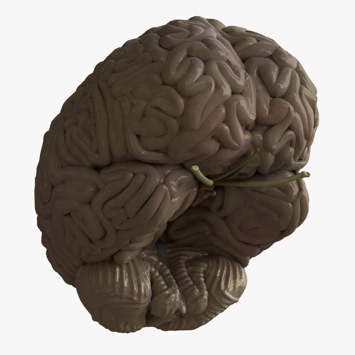 Human Skull with Brain 3D model_24