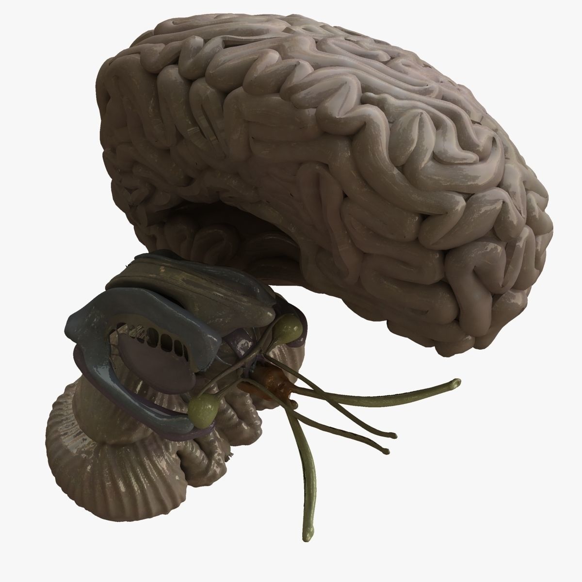 Human Skull with Brain 3D model_28