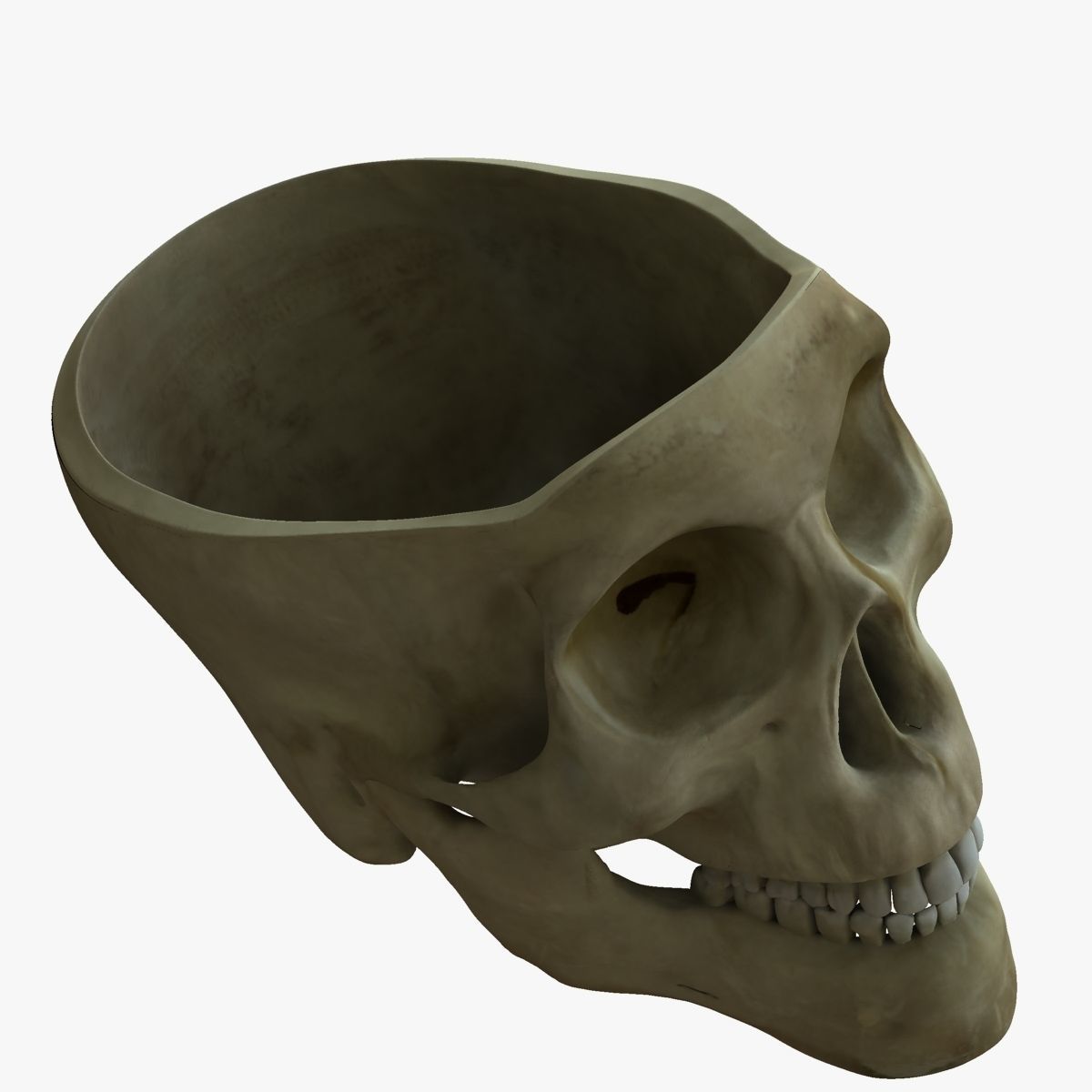 Human Skull with Brain 3D model_3