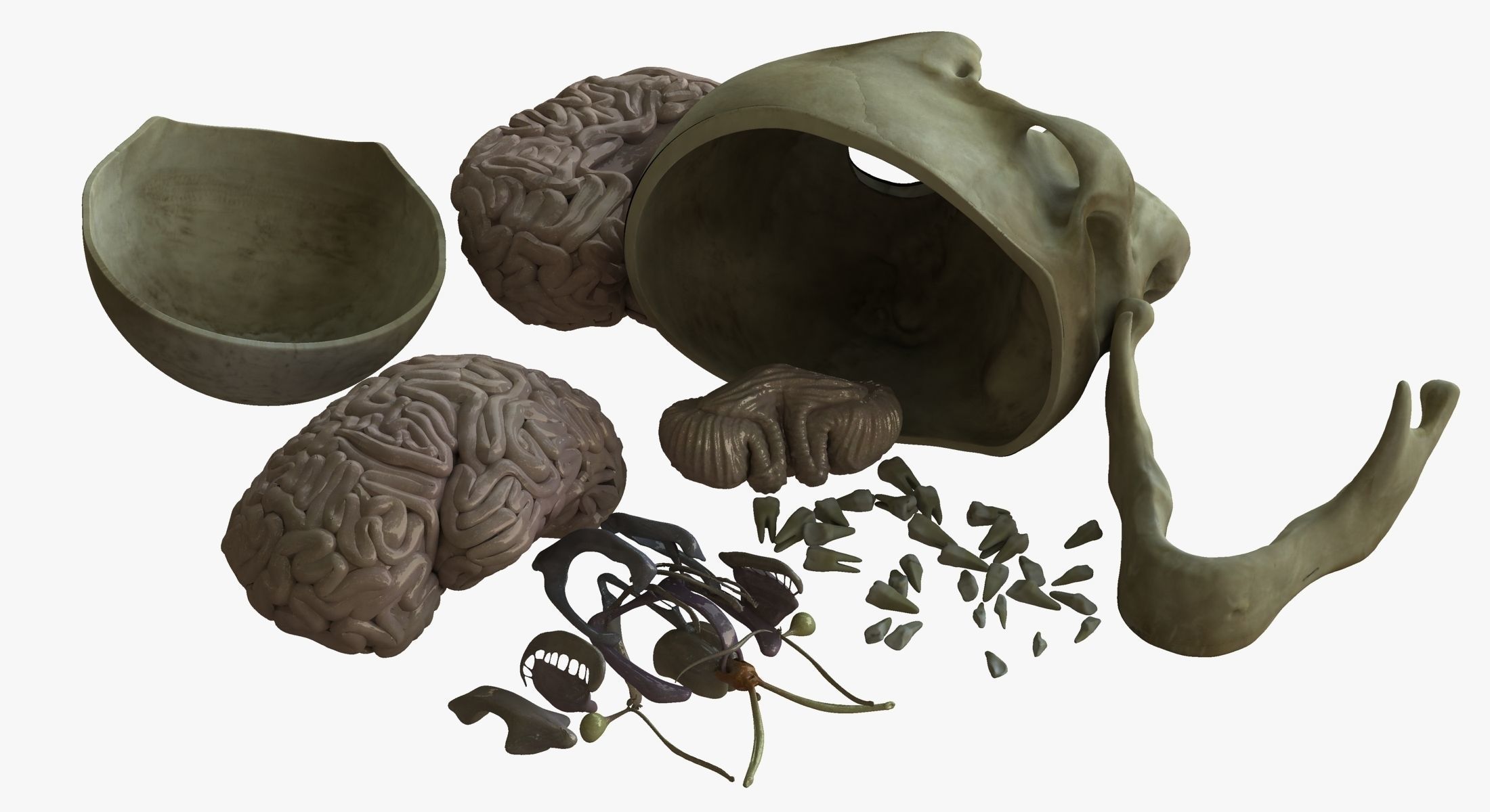 Human Skull with Brain 3D model_10