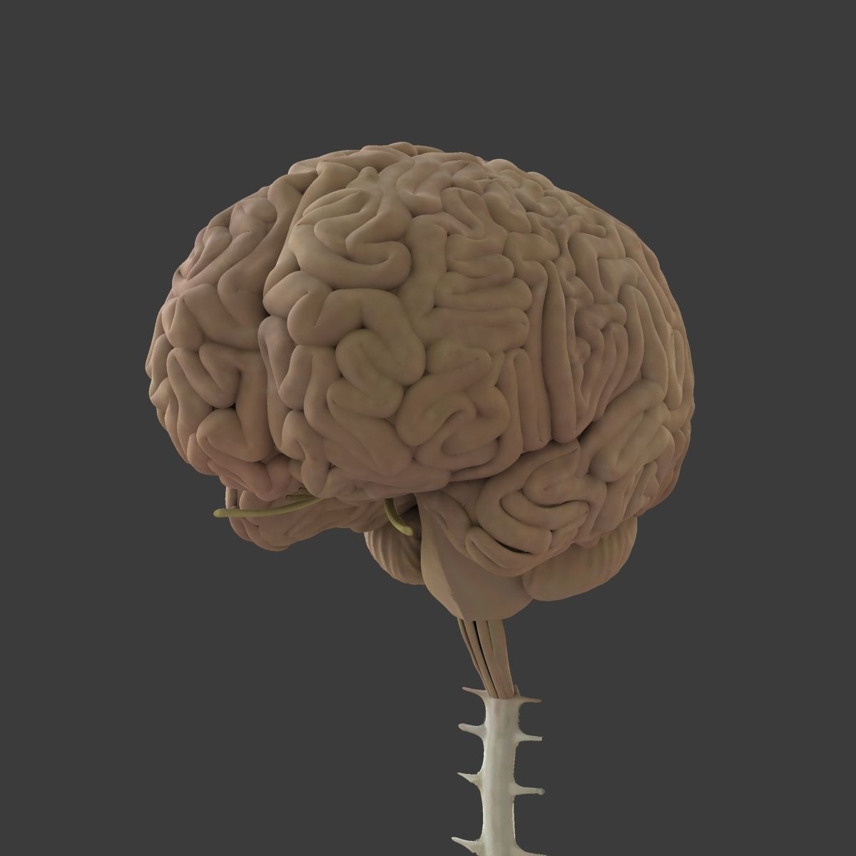 Human Skull with Brain 3D model_15