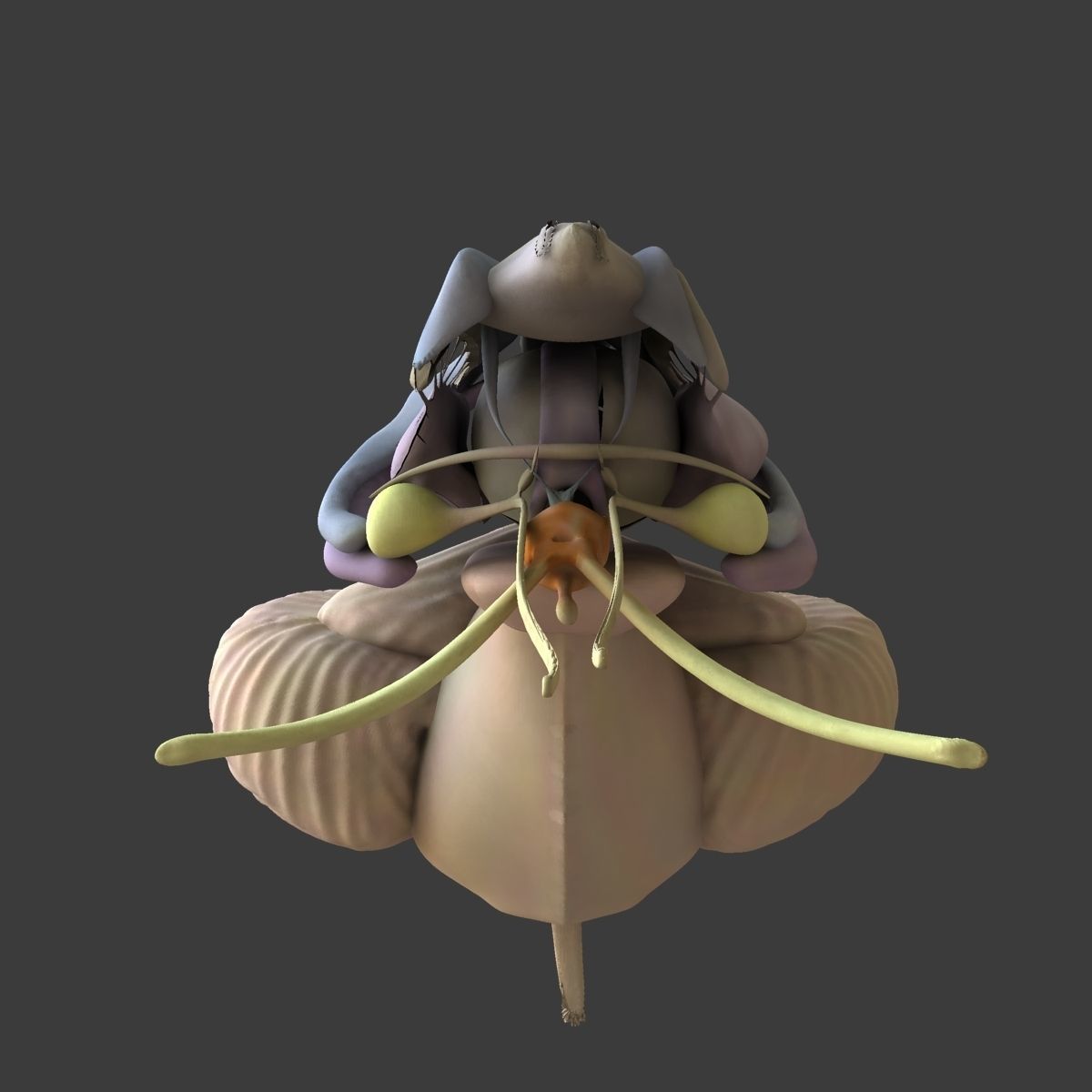 Human Skull with Brain 3D model_20