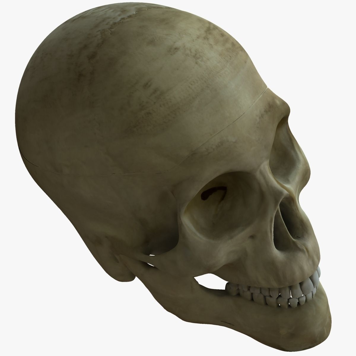 Human Skull with Brain 3D model_4