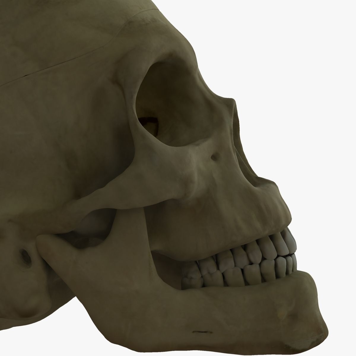 Human Skull with Brain 3D model_9