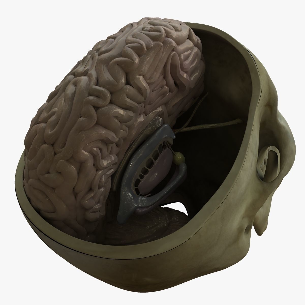 Human Skull with Brain 3D model_5