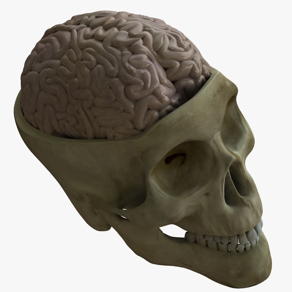 Human Skull with Brain 3D model_1