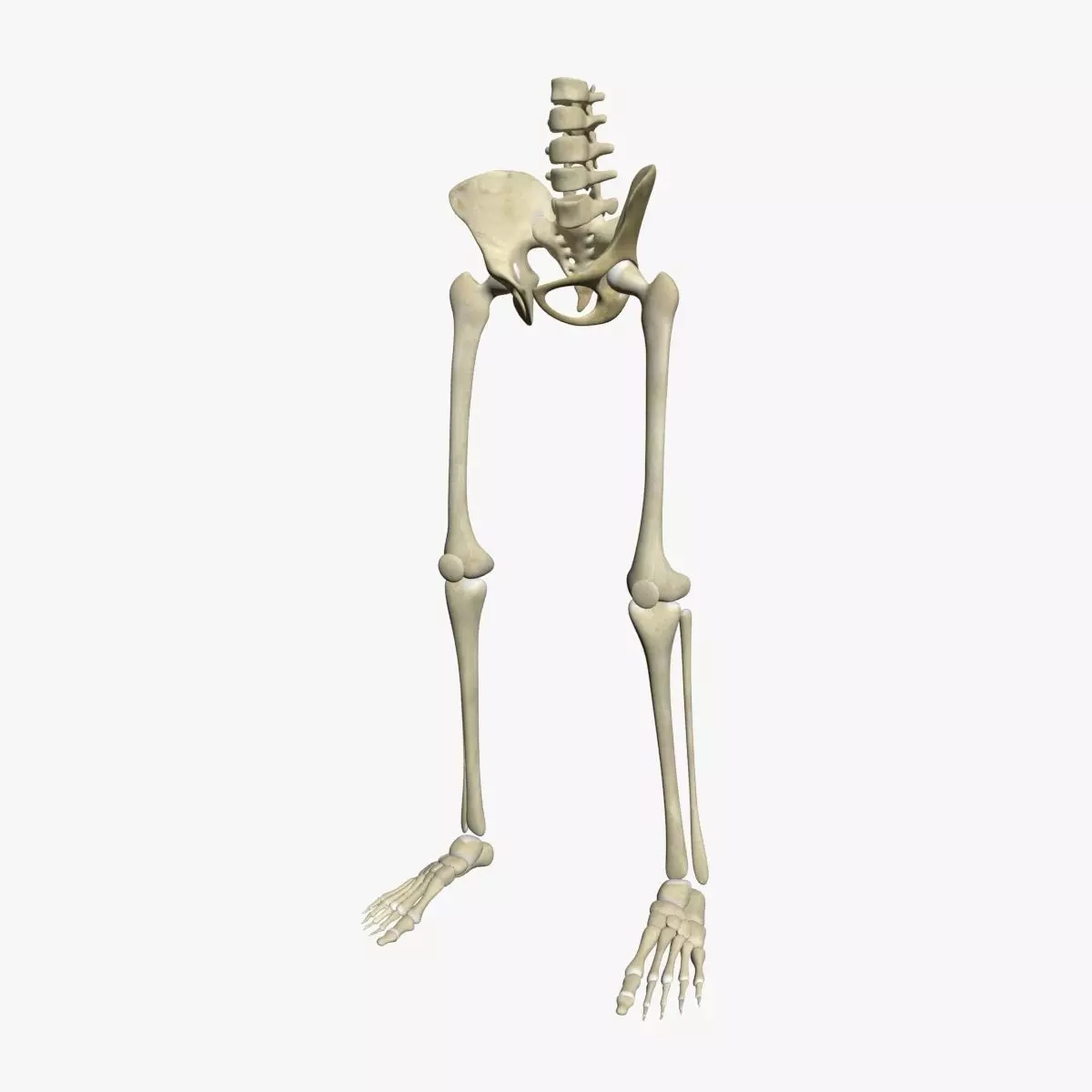 Human Skeleton Legs 3D model