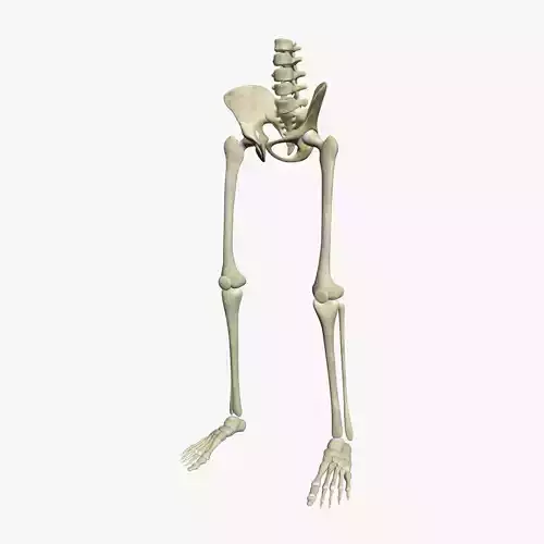 Human Skeleton Legs 3D model